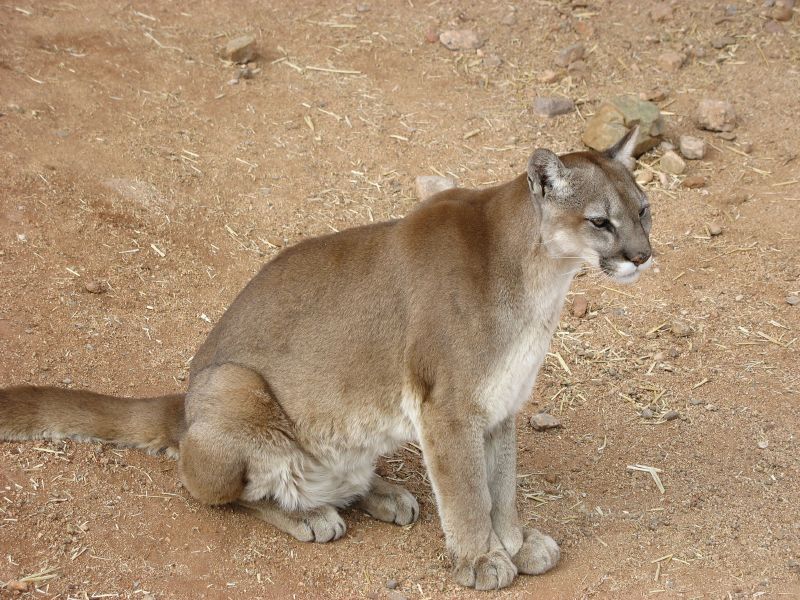 Mountain lions likely to go extinct in Santa Monica Mountains in fifty years