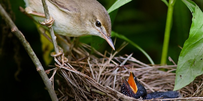 Why do birds lay blue eggs? - Discover Wildlife