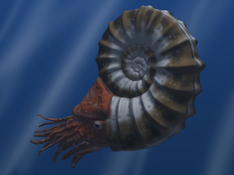A day in the life of an ammonite