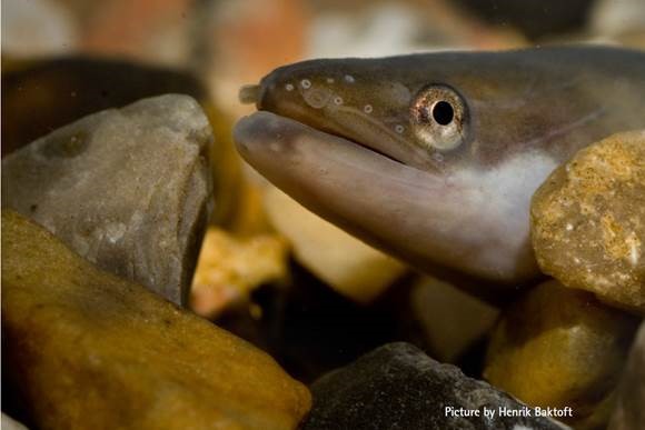 Genetic Researchers Solve Mystery of Electric Fish