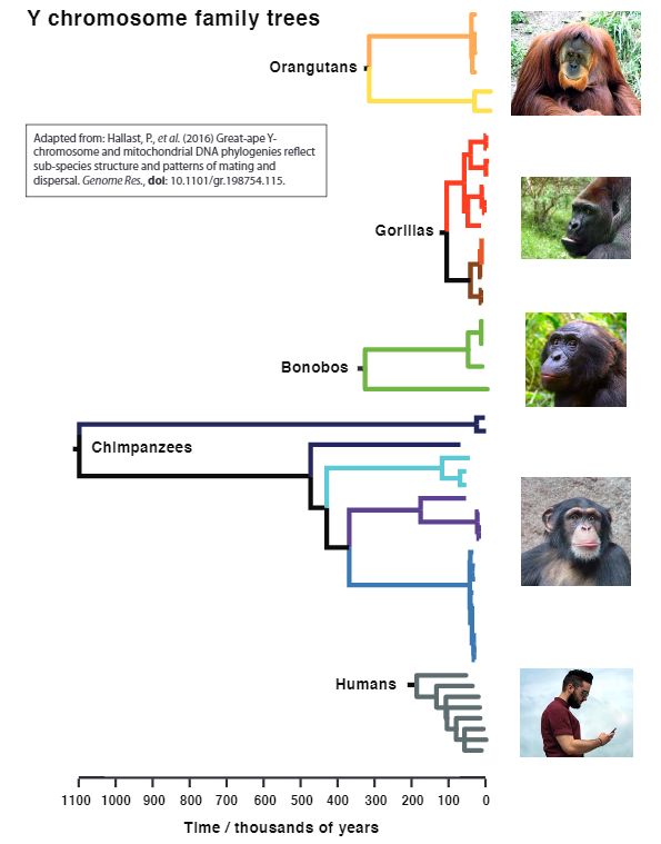 chimpanzee age span
