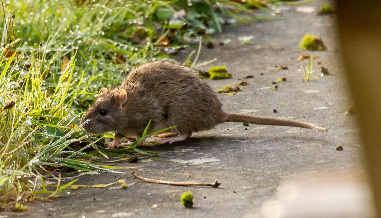 Invasive species: The 18-km2 rat trap