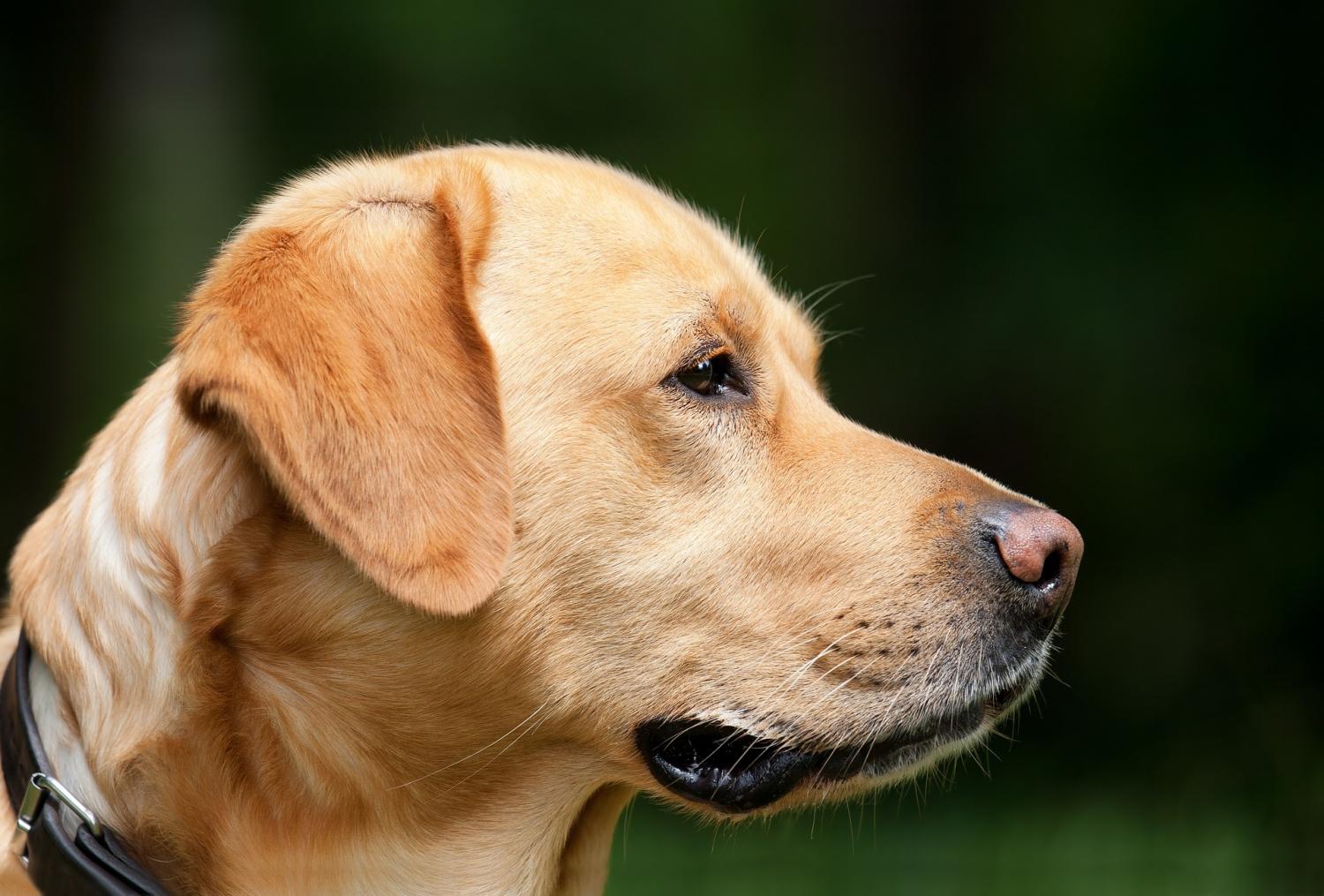 Successful guide dogs have 'tough love' moms, study finds