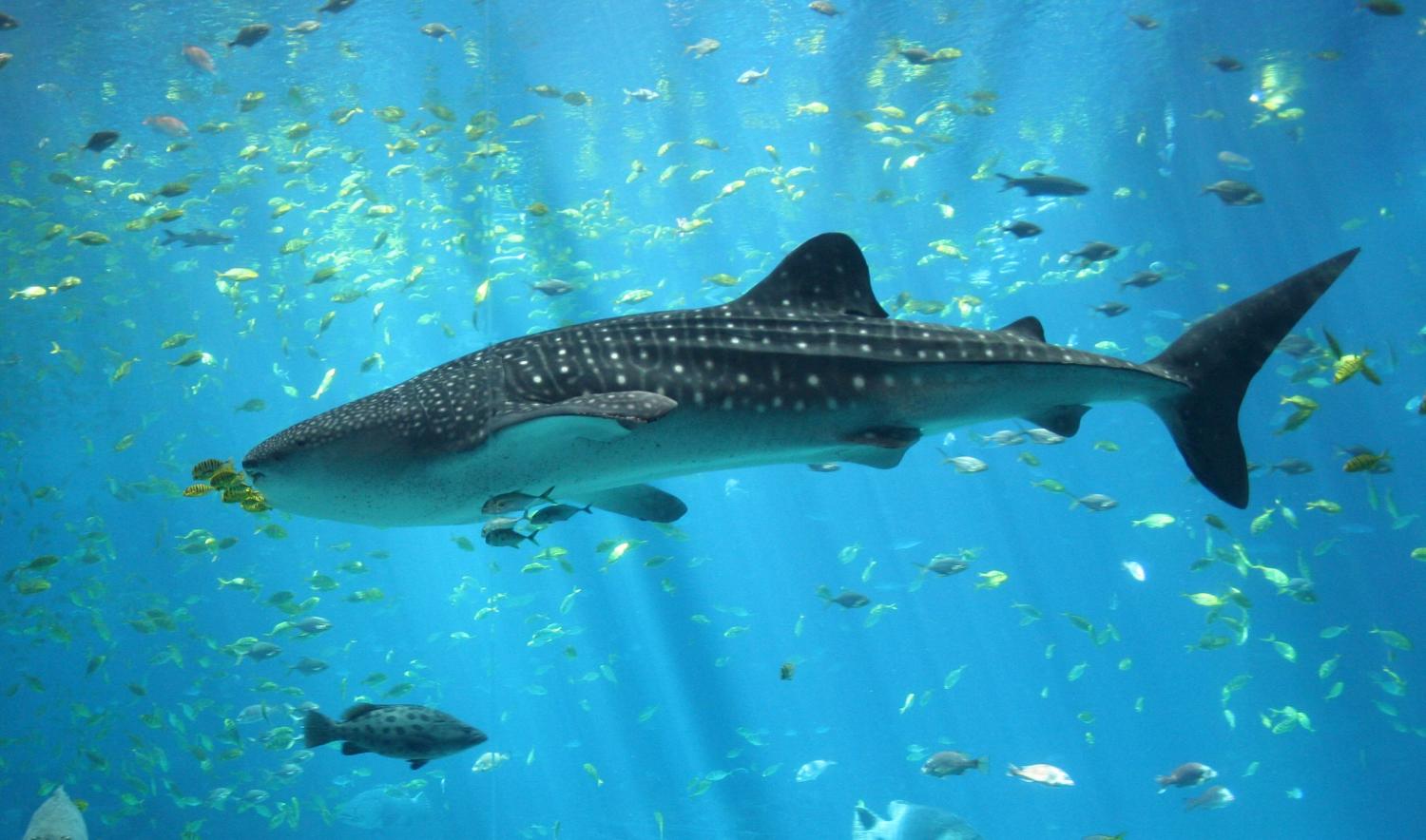 Shark net - Wikipedia