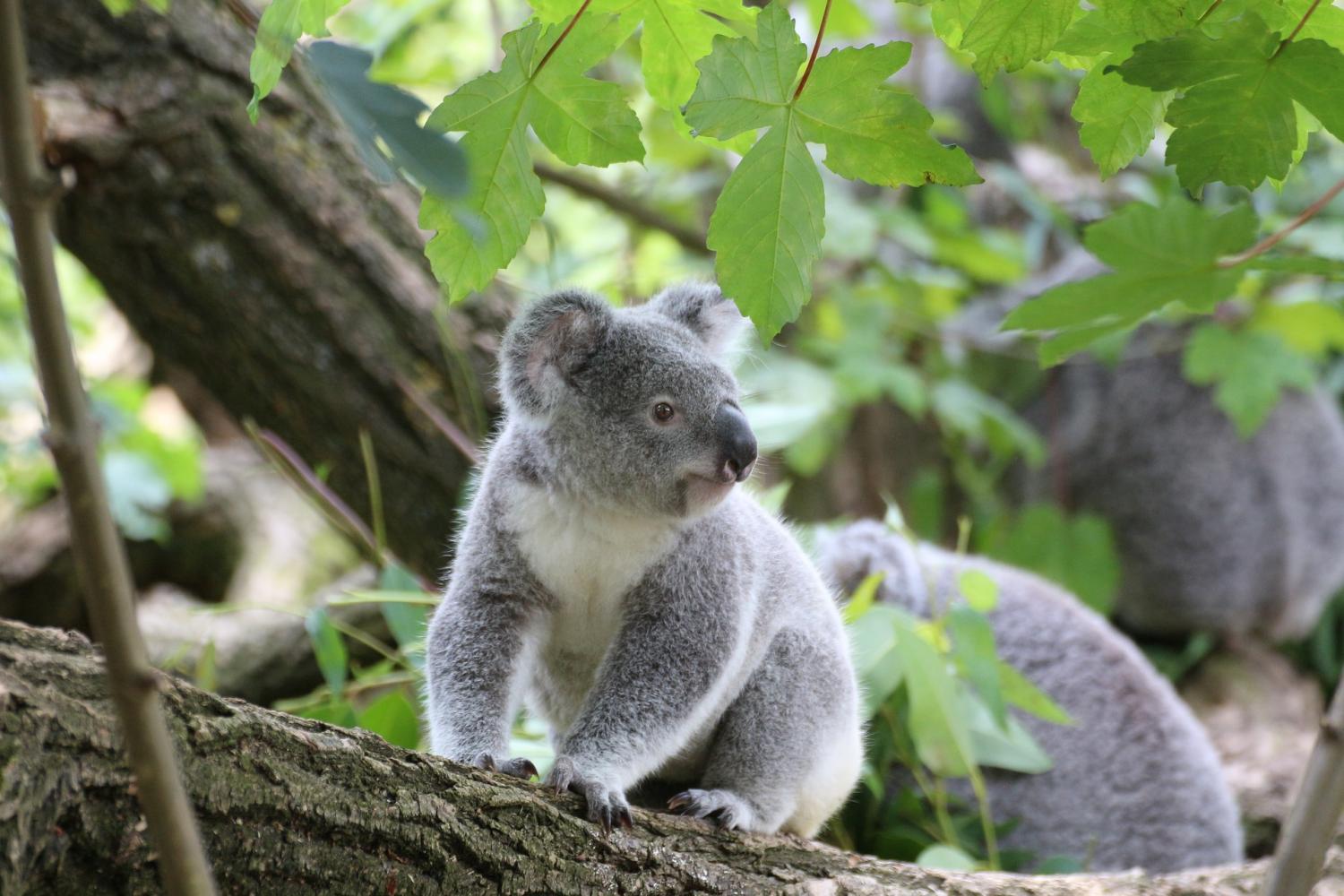 Koalas use their noses to find friends and avoid enemies