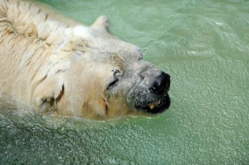 Muere a los 31 años el último oso polar argentino “Arturo”: Zoológico