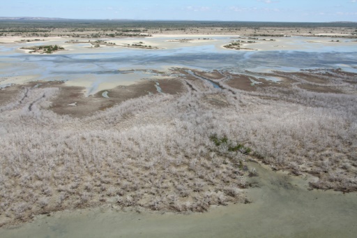 Australian mangrove die-off blamed on climate change