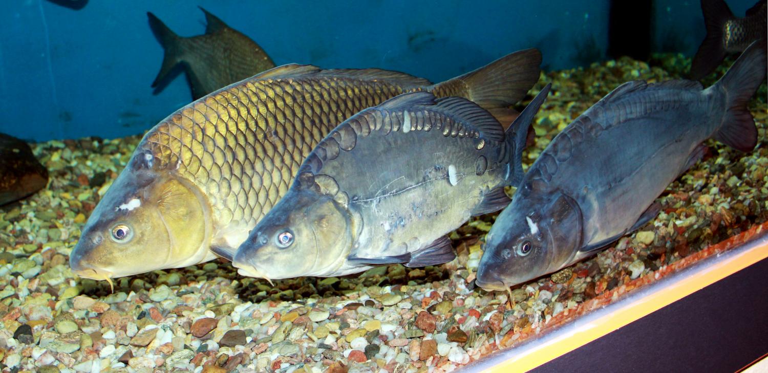 Carp Traps  Center for Humans and Nature