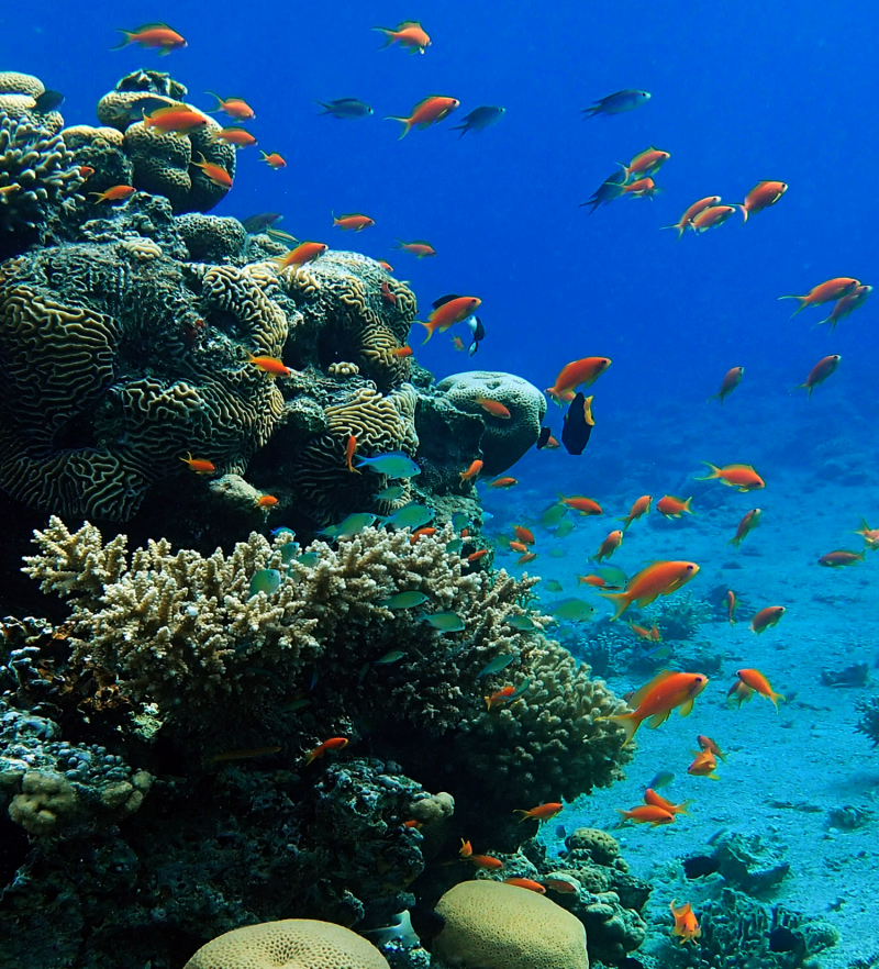 Coral reefs highlight the key role of existing biodiversity for climate ...