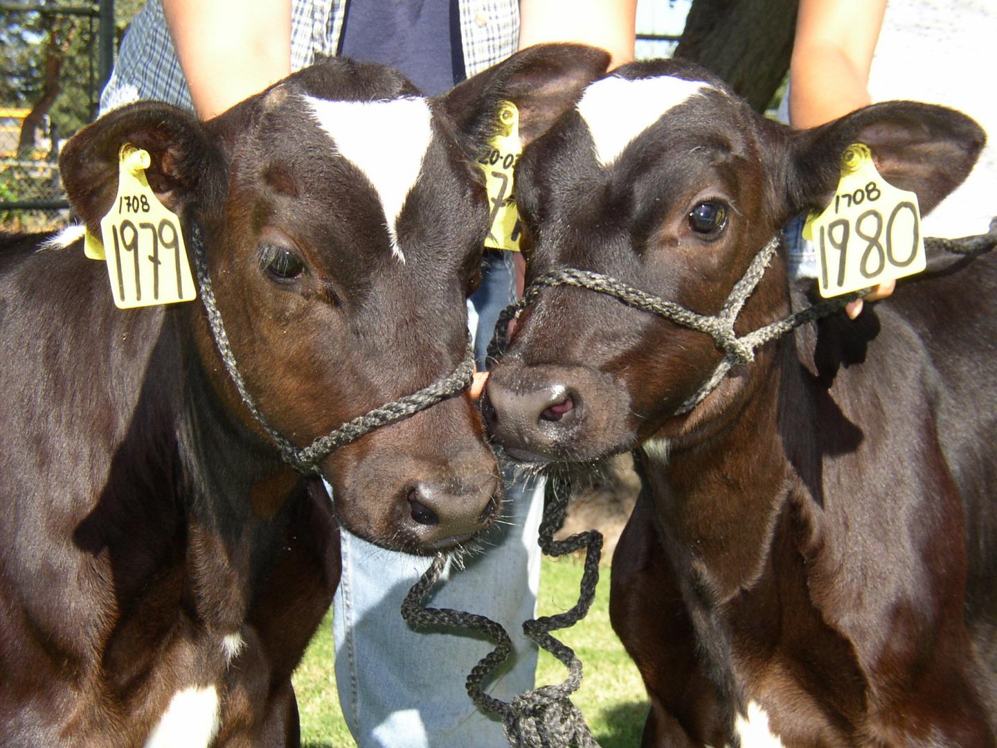 Cow gene study shows why most clones fail