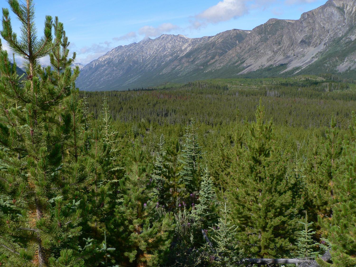 Different tree species use the same genes to adapt to climate change