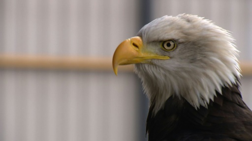 police use eagles to counter drones