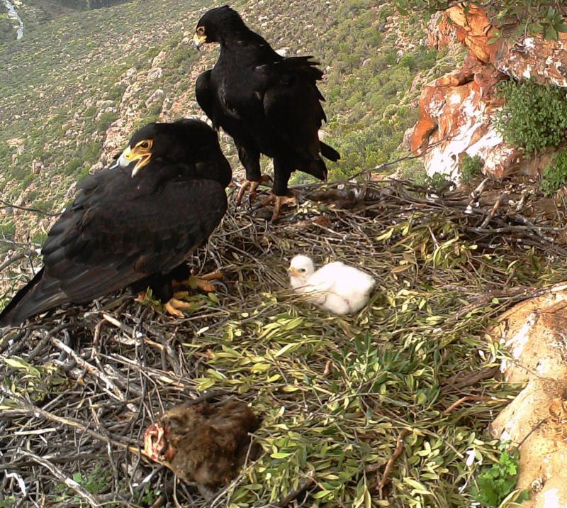 Eagles and agriculture coexist in South Africa