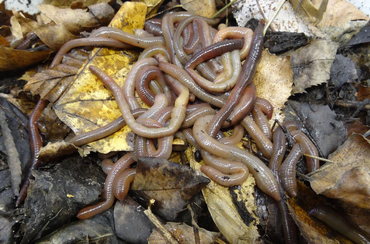 European earthworms decrease species diversity in North America
