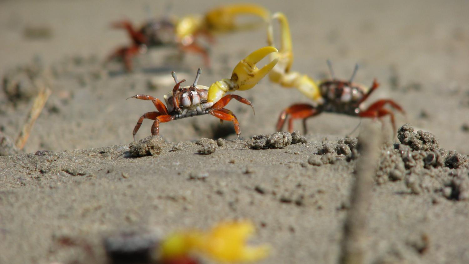 Female fiddler crabs want protection not sex