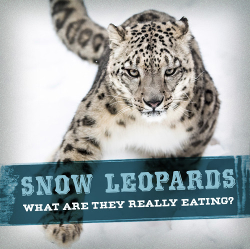 snow leopard eating