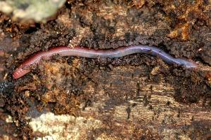 Earthworm Invasion: Non-native Species Are Harming Ecosystems in North  America