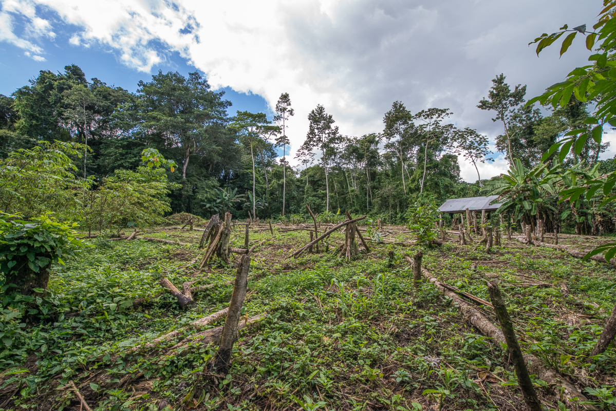 Natural regeneration can rapidly re-grow tropical forests