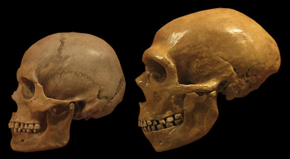 Neanderthals' failure to make parkas may have sealed their demise