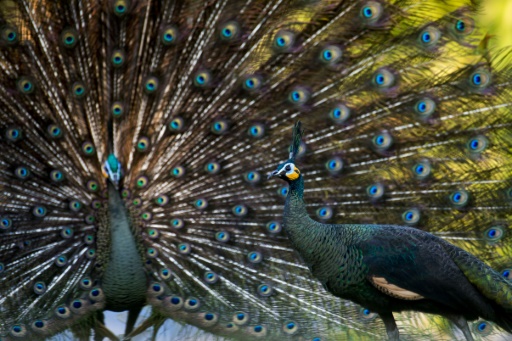 Myanmar's peacock: a national symbol dying off in the wild