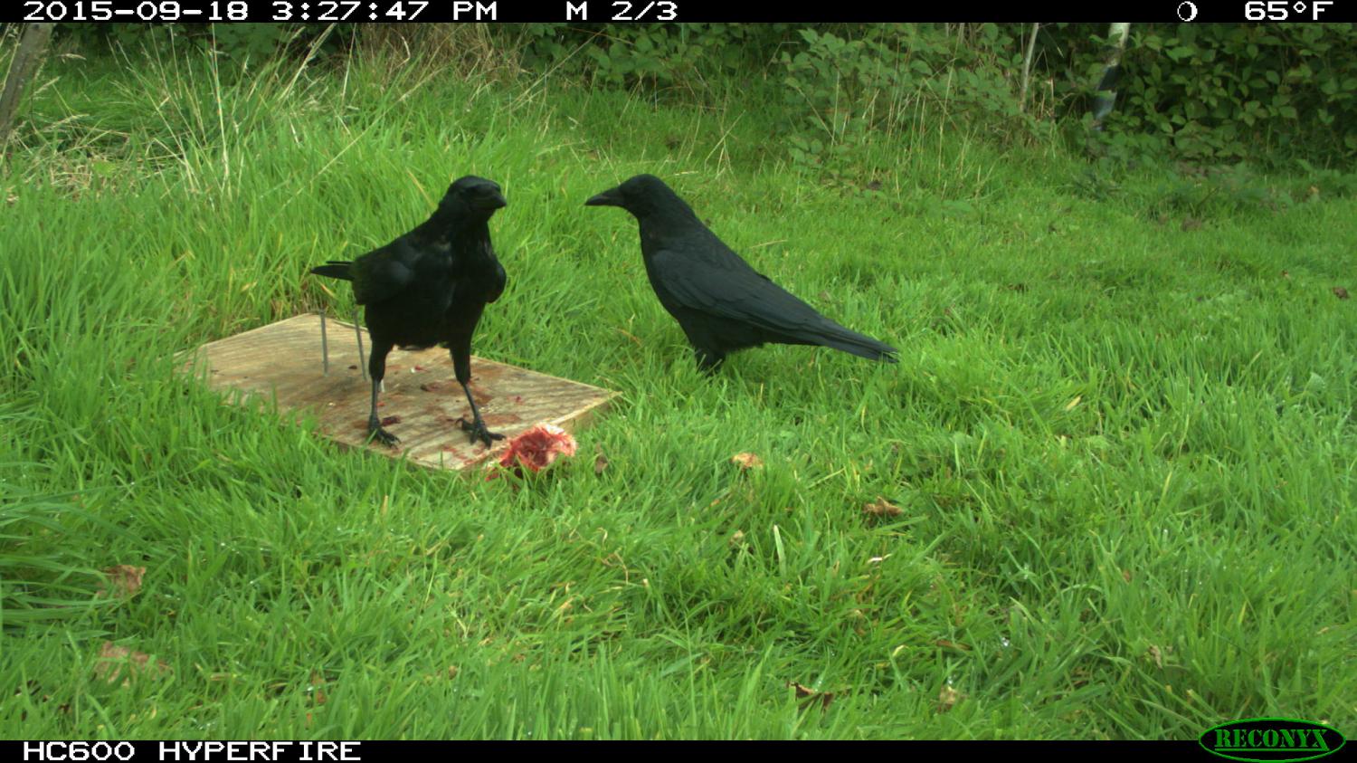 Scavenger crows provide public service, research shows