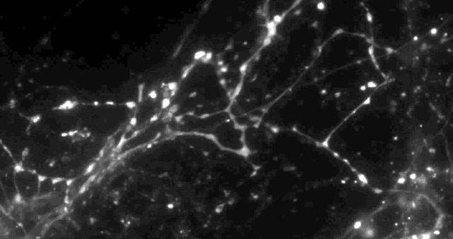 synapse gif