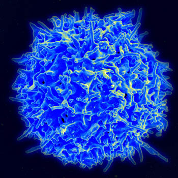 Secrets of regulatory T cell development reveal clinical possibilities