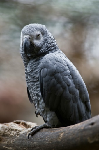 Global trade in African grey parrots banned