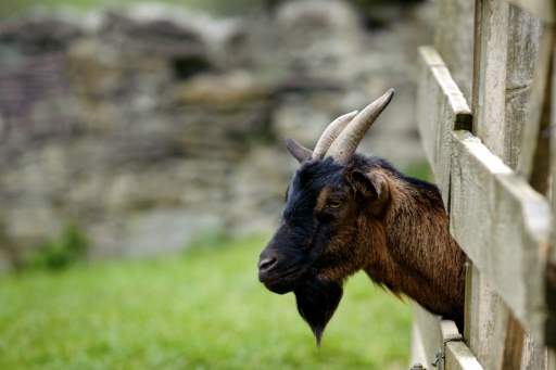 Man-goat' among winners of spoof Nobel prizes