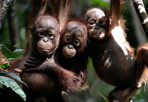 Jungle school helps rescued orangutans return to wild