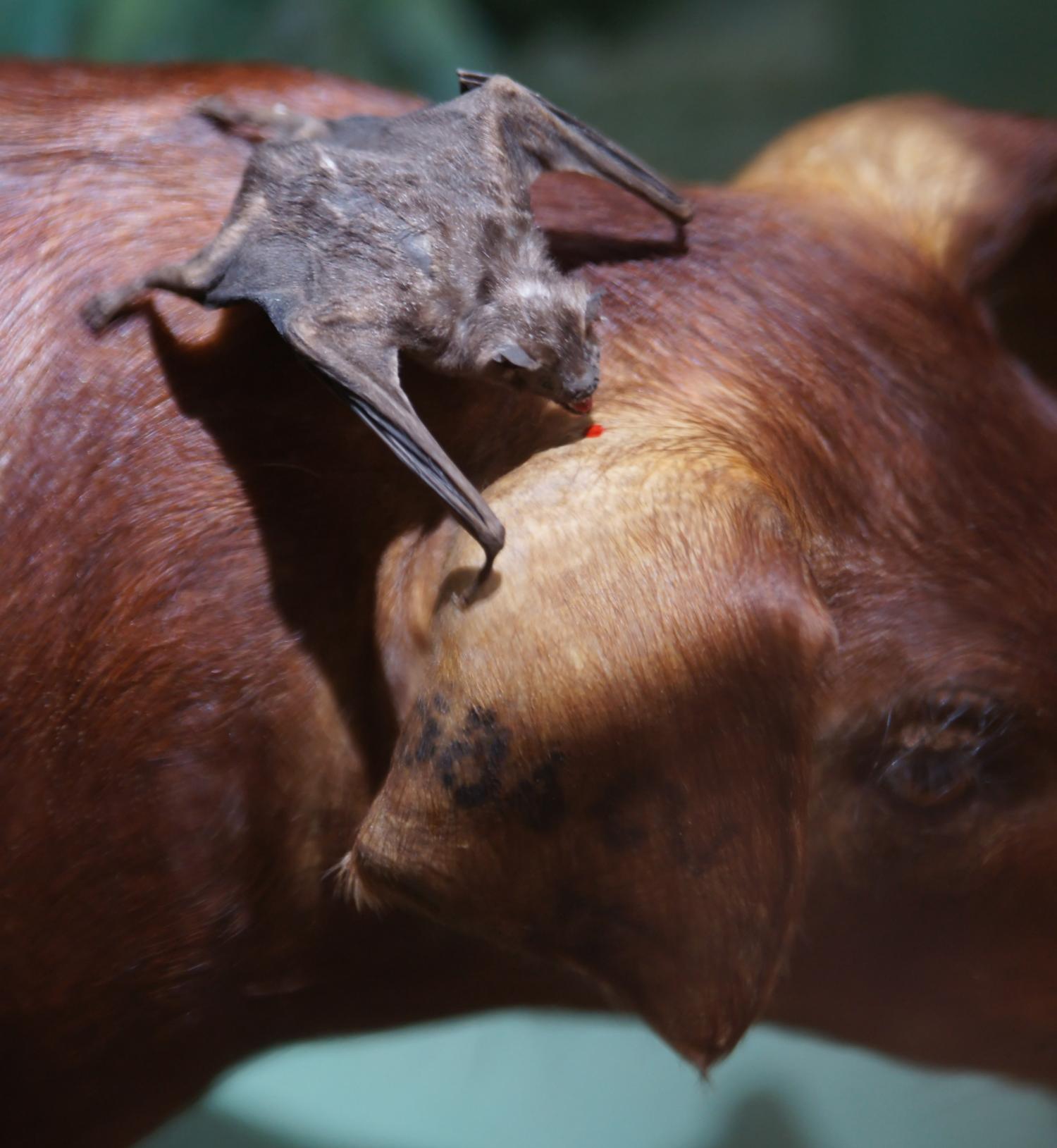 Like college roommates, vampire bats bond when randomly paired