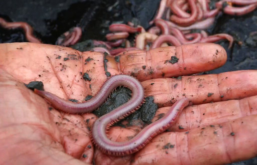 Abating bait: Decline in prized worms threatens way of life