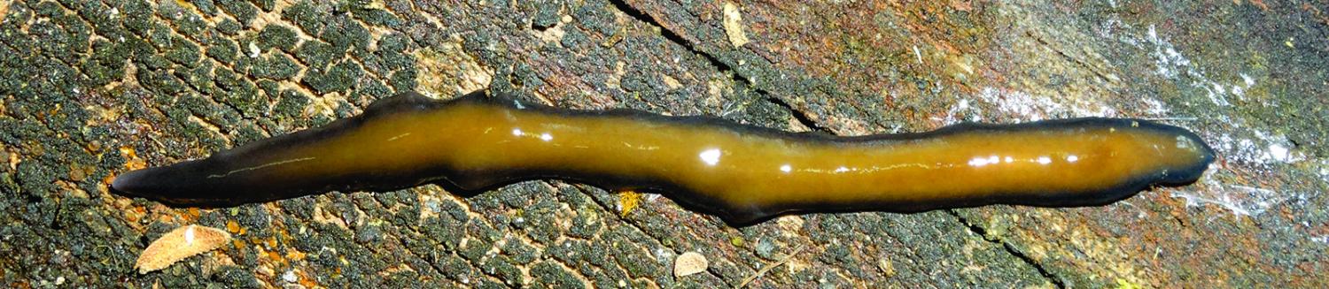 Two new species of Neotropical land flatworms (Platyhelminthes