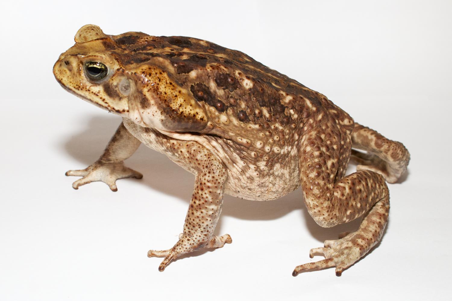 Skin and glandular secretions from the cane toad, Rhinella marinus