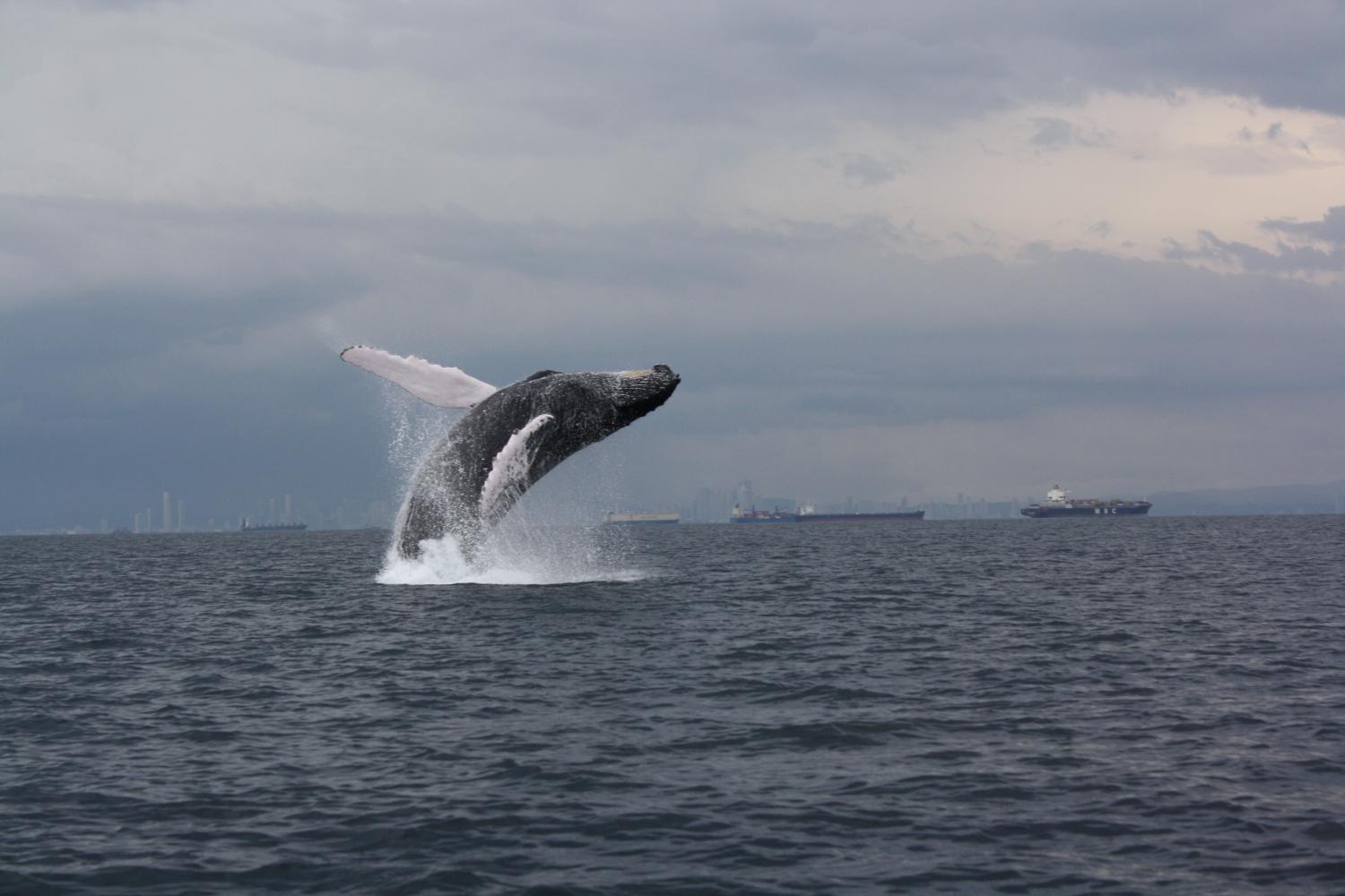 Scientists tag humpback whales in southeast Pacific: Study reveals vital in...