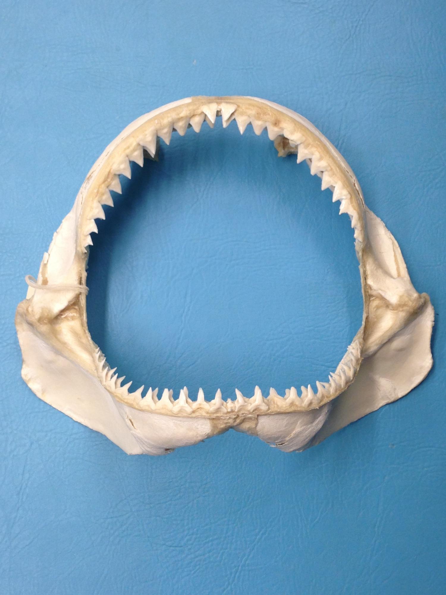 Фото кости акулы