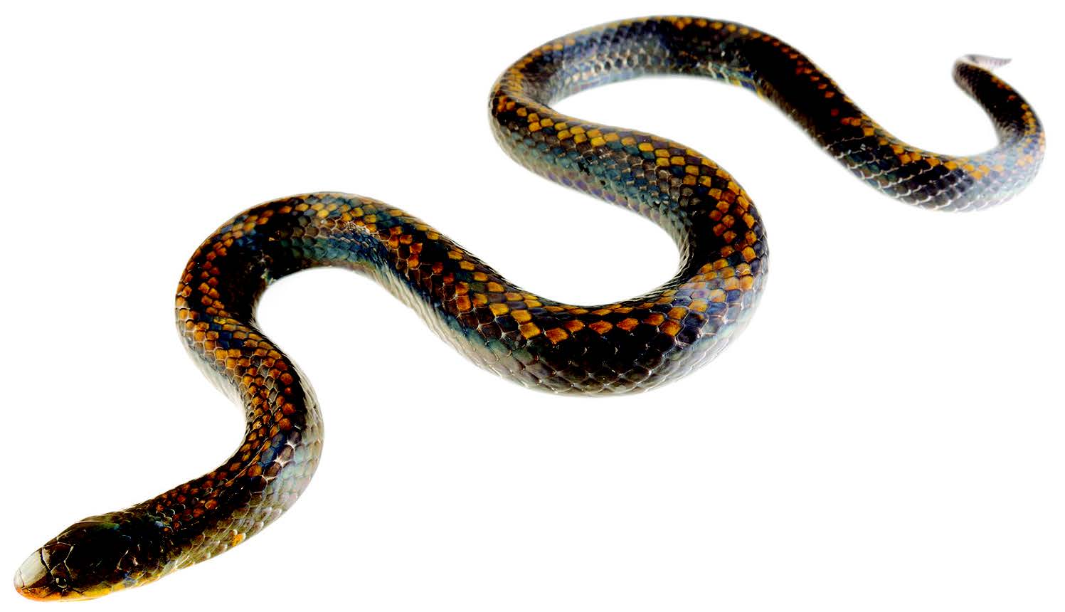 New Species of Cobra-Like Snake Discovered – But It May Already Be Extinct  – The Wire Science