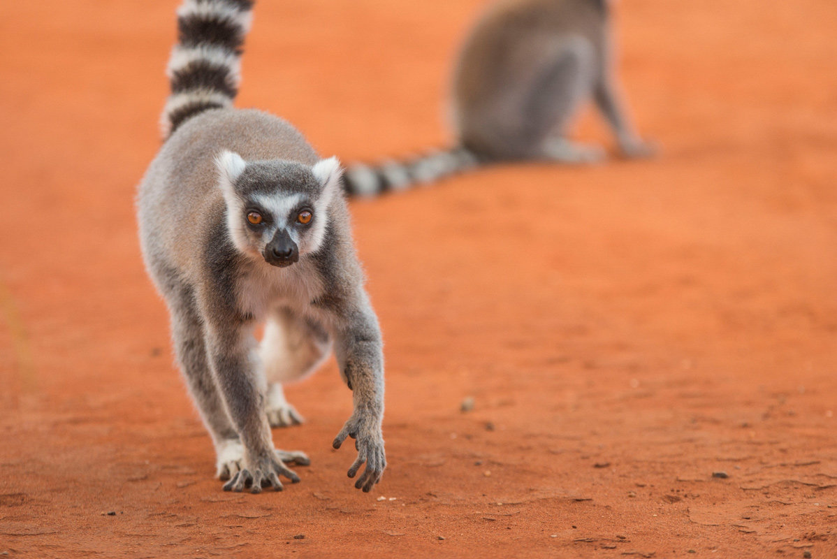 File:Lemur catta 004.jpg - Wikipedia