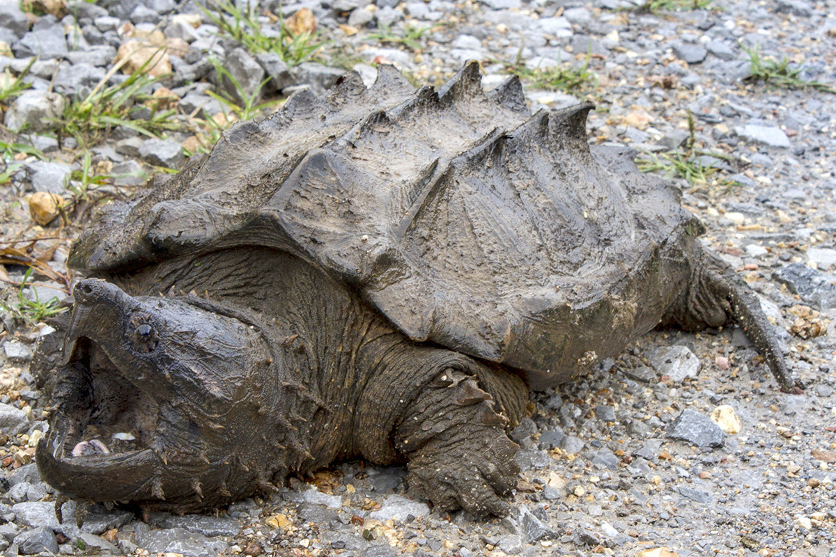 Researchers find first wild alligator snapping turtle in Illinois since 1984