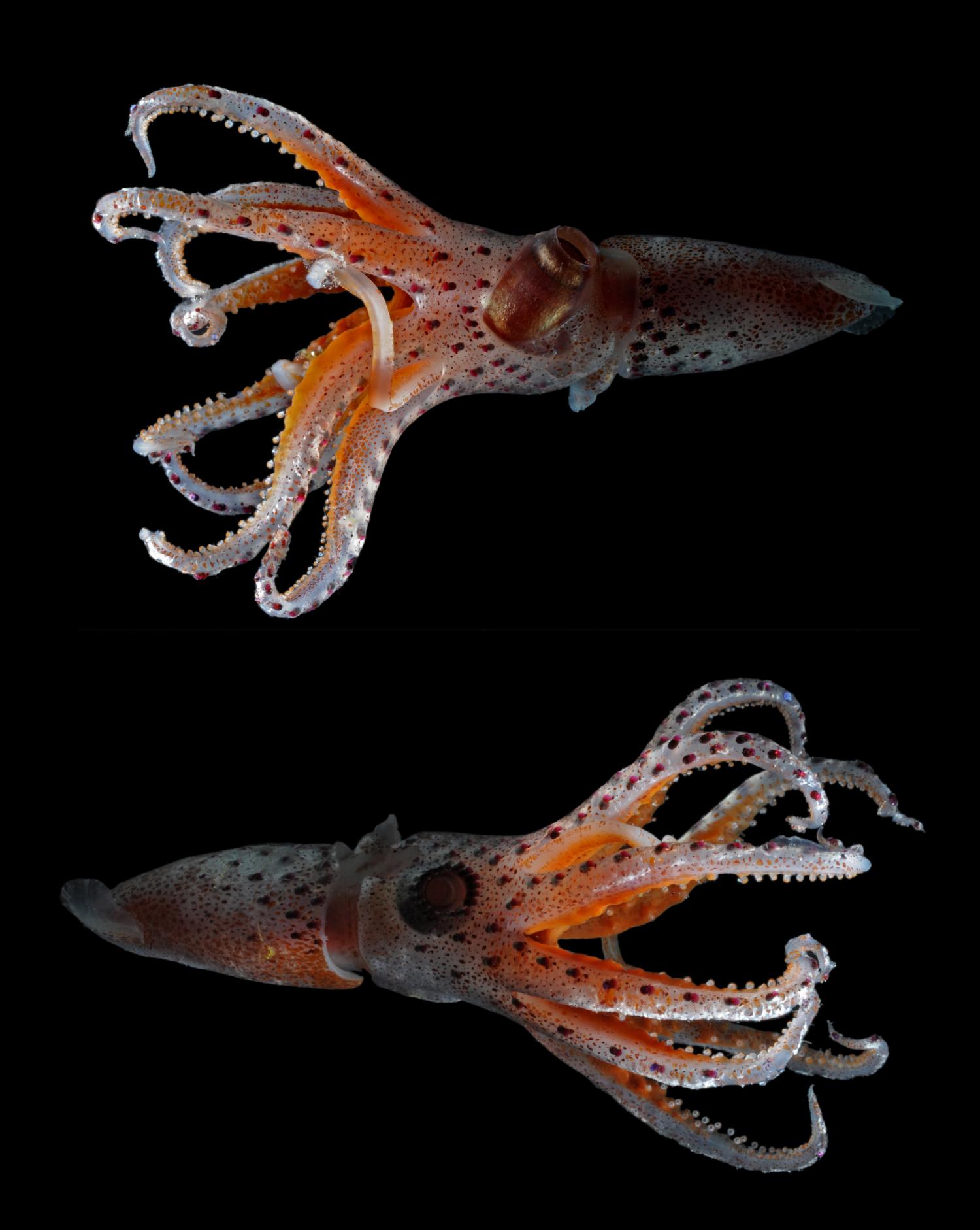 Тихоокеанский кальмар (todarodes pacificus)
