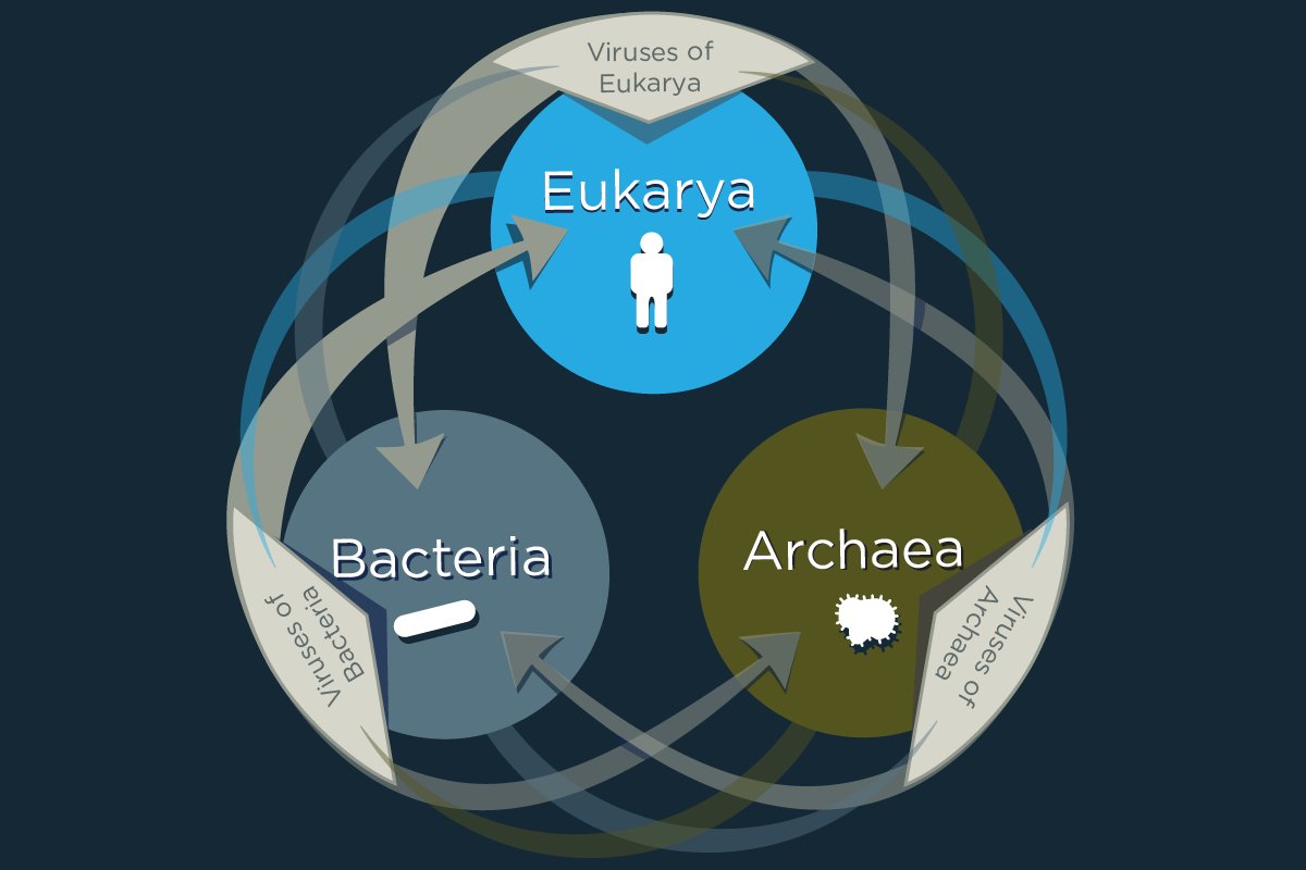 Bacteria, Archaea и Eukarya. Eukarya. Eukarya of Definition. VIRUSSHARE. Мессенджеры вирусы