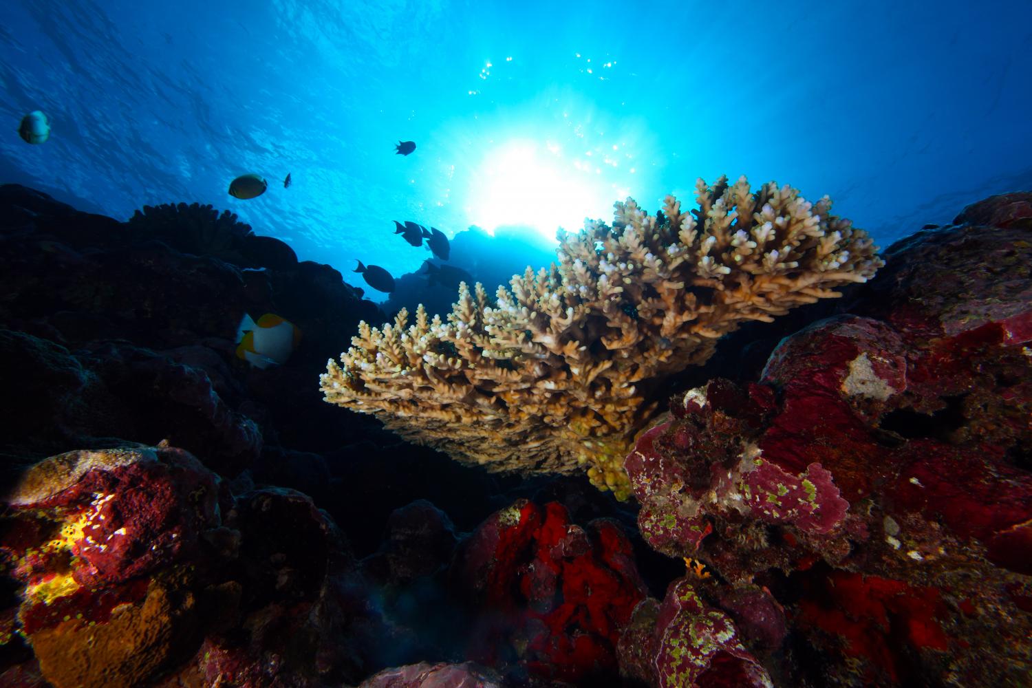 Impacts on the reef  National Marine Sanctuary of American Samoa
