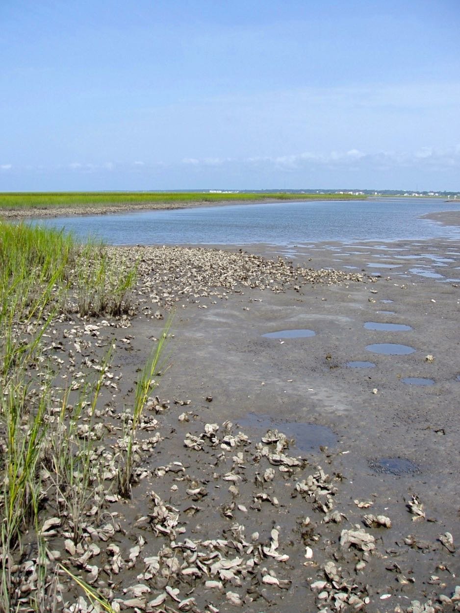 Study suggests oysters offer hot spot for reducing nutrient pollution
