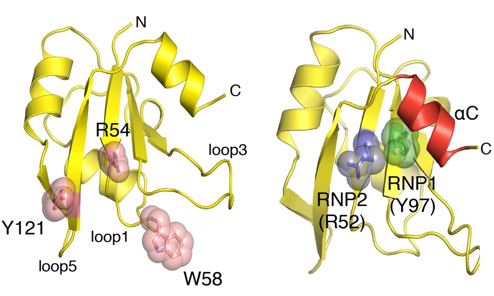 rna binding protein