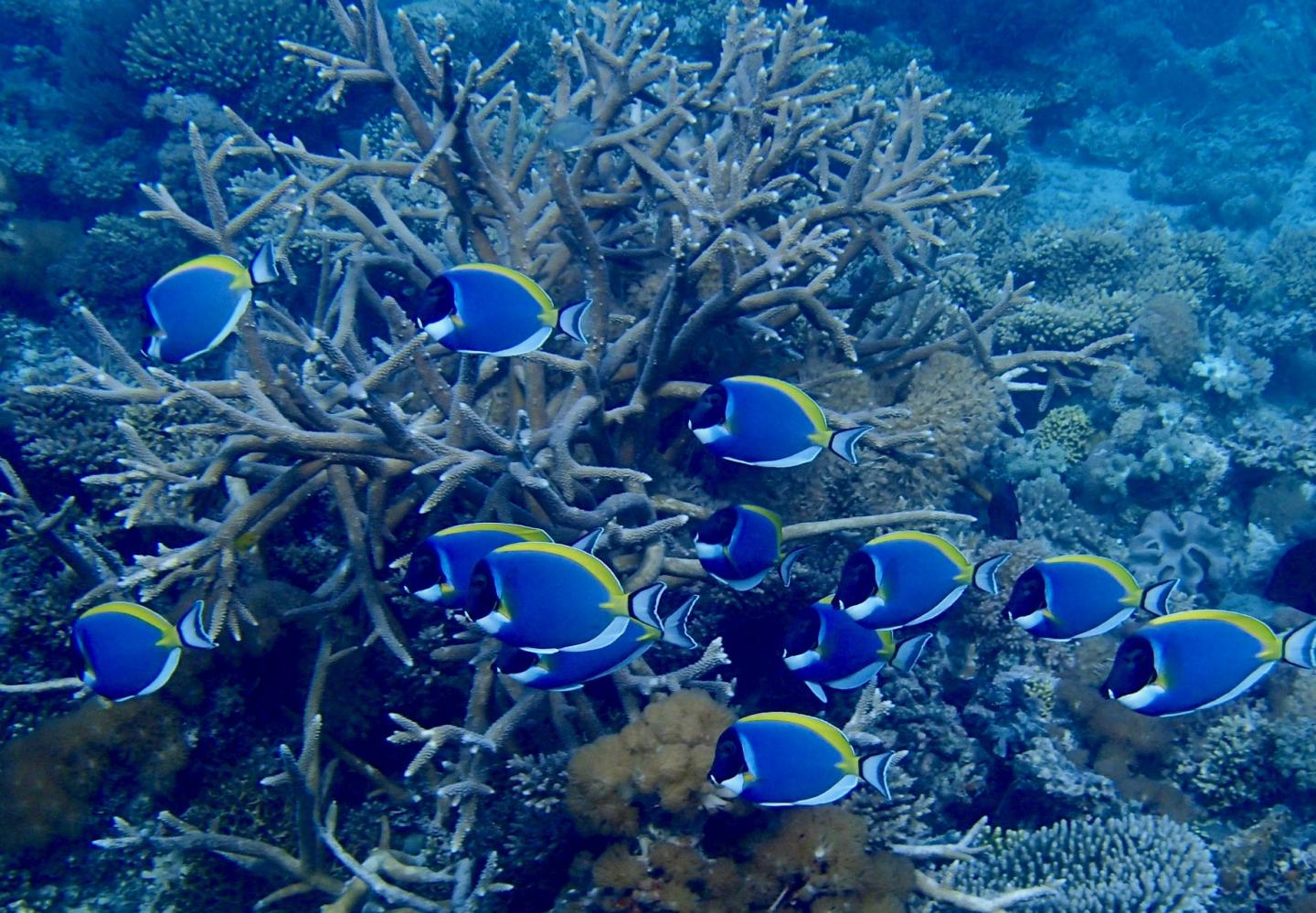 Coral Reefs and Climate Change - How do we fish on coral reefs