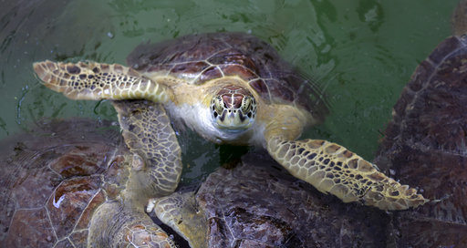 How a Texas A&M scientist's video of a sea turtle soured Americans