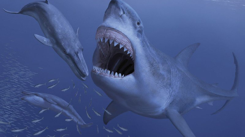 Giant ancient shark may have gone extinct due to extinction of its small  prey