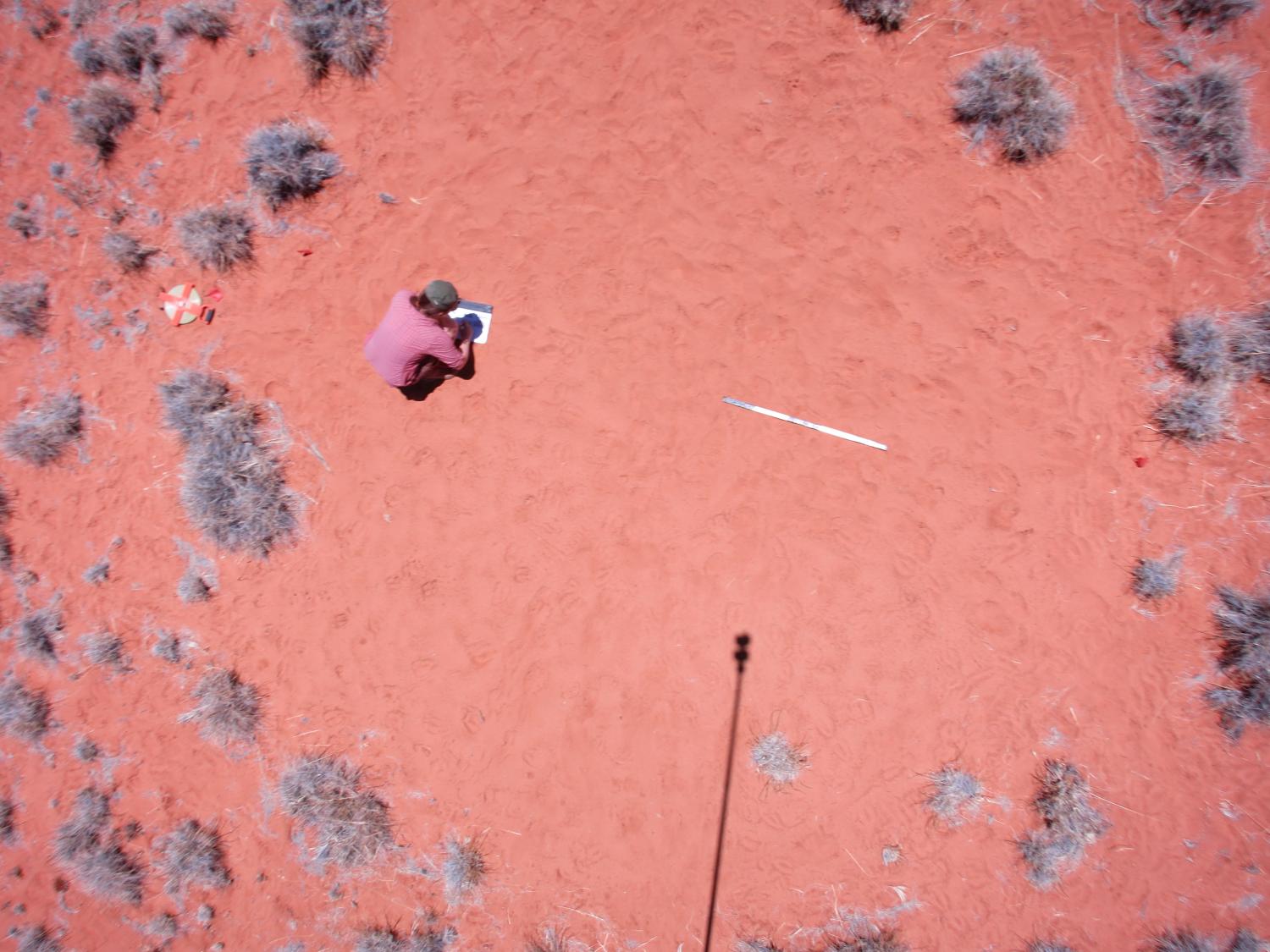 Finally, an explanation of strange African 'fairy circles'?