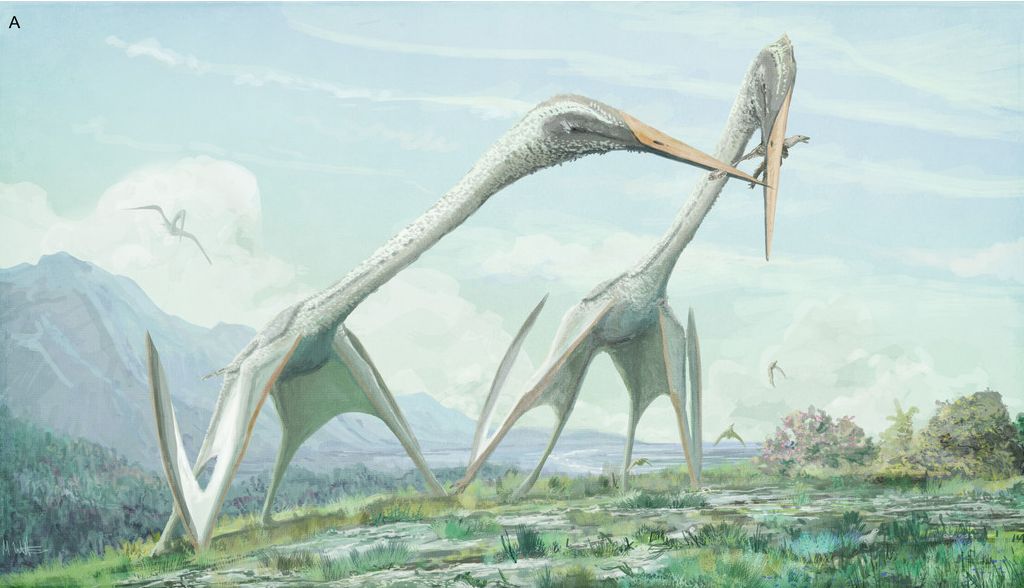 Hatzegopteryx terrorizing the locals #latecretaceous #mesozoic # pterodactyloidea #azhdarchidae #quetzalcoatlinae #hatzegopteryx #romania…