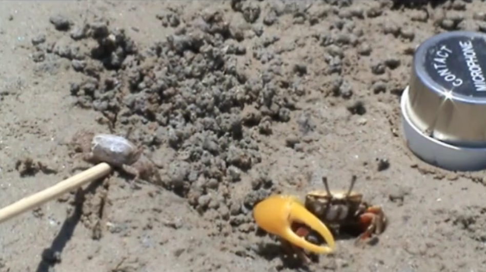 Fiddler crabs get women by waving and drumming
